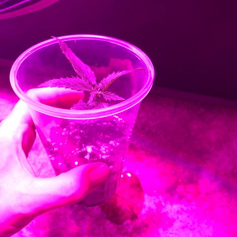 00 cheese growlog timeline photo