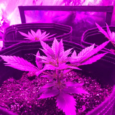 00 cheese growlog timeline photo