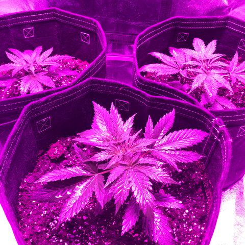 00 cheese growlog timeline photo