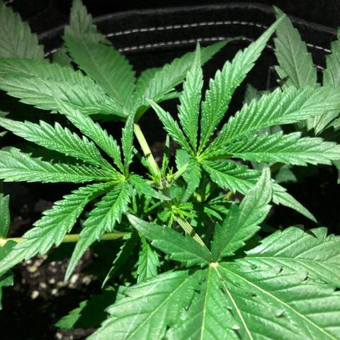 00 cheese growlog timeline photo