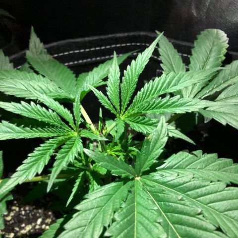 00 cheese growlog timeline photo