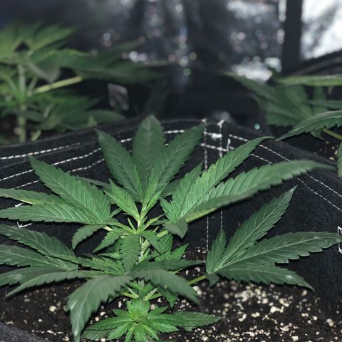 00 cheese growlog timeline photo