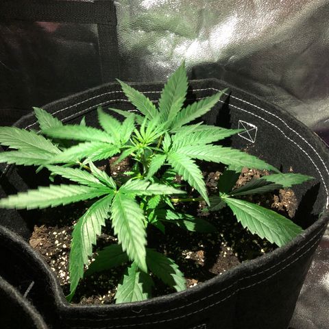 00 cheese growlog timeline photo