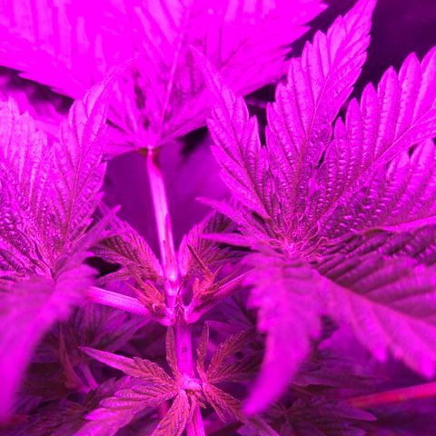 00 cheese growlog timeline photo