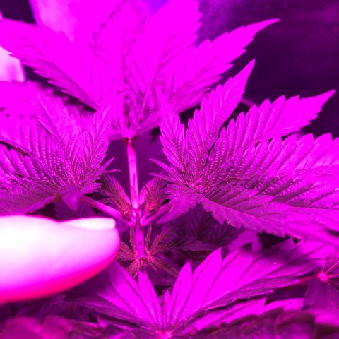 00 cheese growlog timeline photo