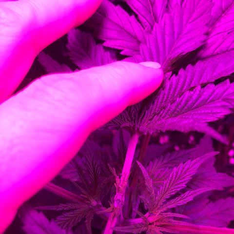 00 cheese growlog timeline photo