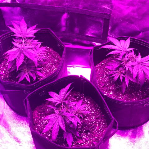 00 cheese growlog timeline photo