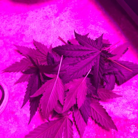 00 cheese growlog timeline photo
