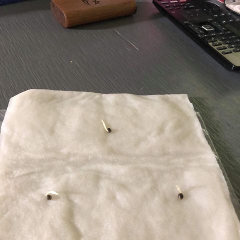 00 cheese growlog timeline photo