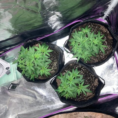 00 cheese growlog timeline photo
