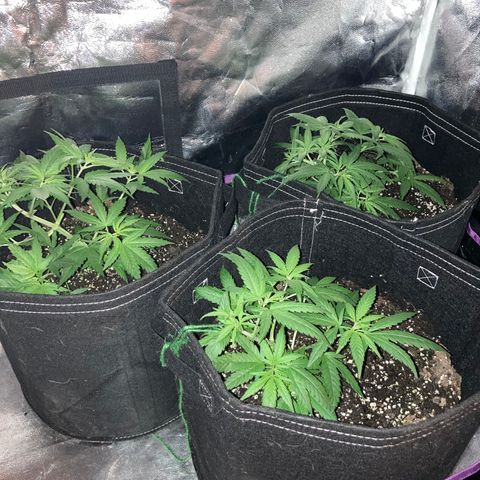 00 cheese growlog timeline photo