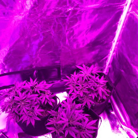 00 cheese growlog timeline photo