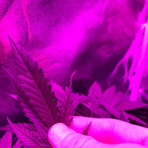 00 cheese growlog timeline photo