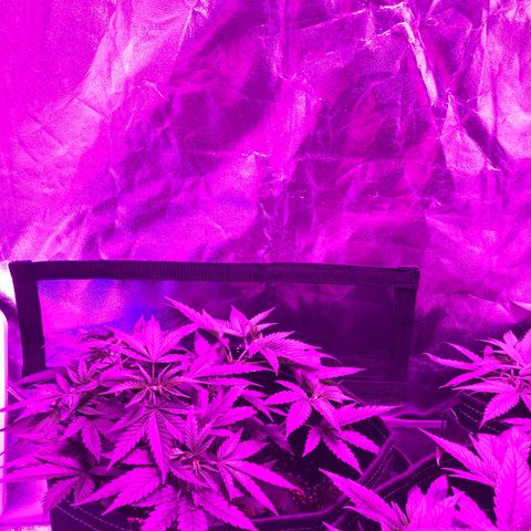 00 cheese growlog timeline photo