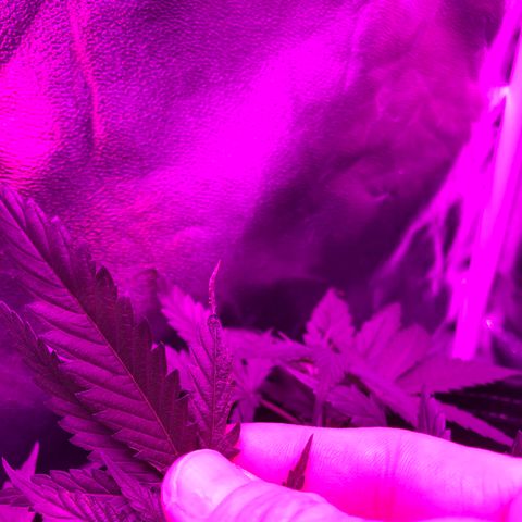 00 cheese growlog timeline photo