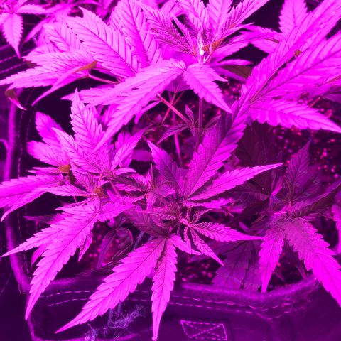 00 cheese growlog timeline photo