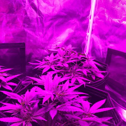 00 cheese growlog timeline photo