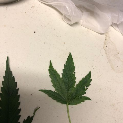 00 cheese growlog timeline photo