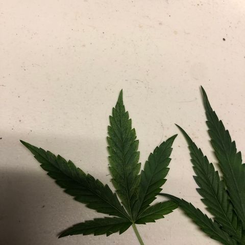 00 cheese growlog timeline photo