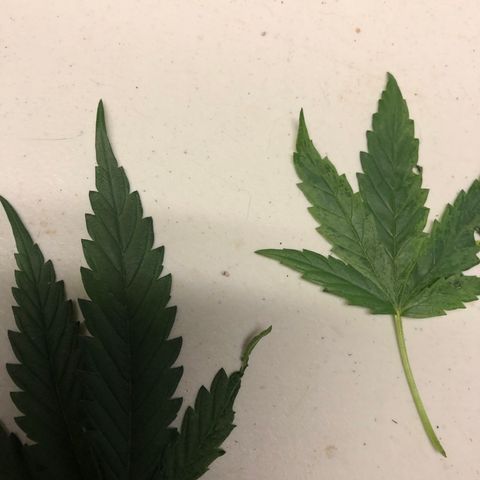 00 cheese growlog timeline photo