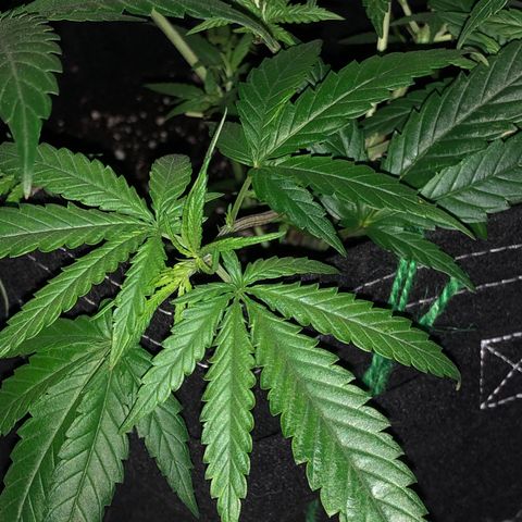 00 cheese growlog timeline photo