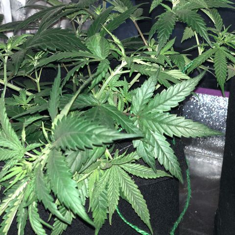 00 cheese growlog timeline photo