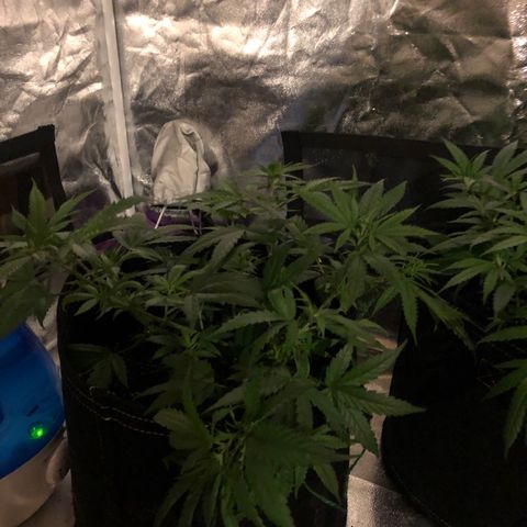 00 cheese growlog timeline photo
