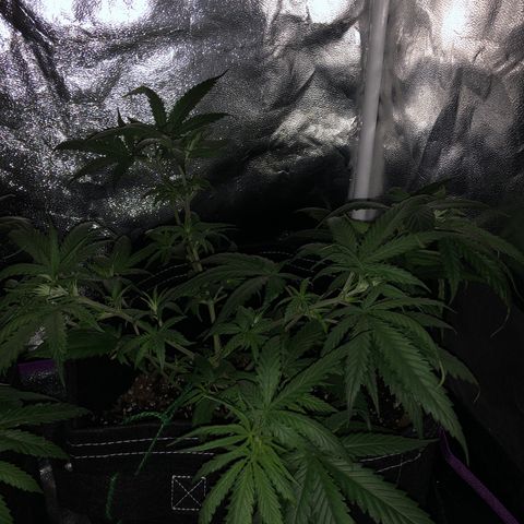 00 cheese growlog timeline photo