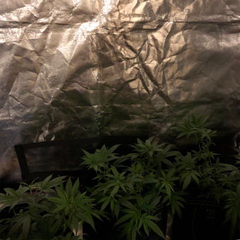 00 cheese growlog timeline photo