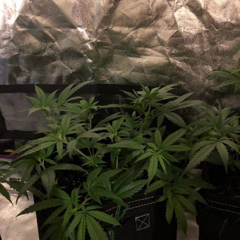 00 cheese growlog timeline photo