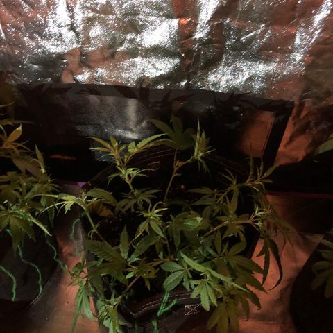 00 cheese growlog photo: After tie down and trim