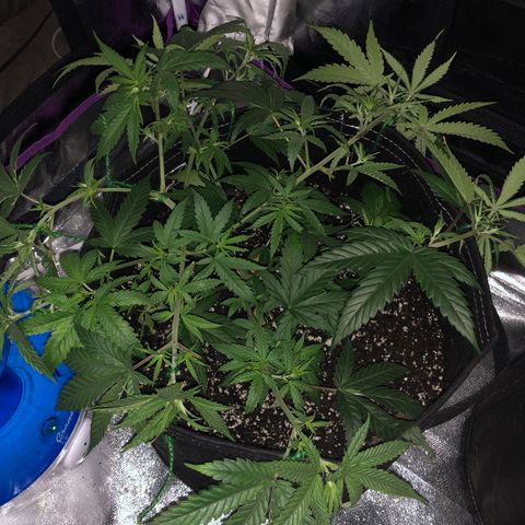 00 cheese growlog photo: After tie down and trim