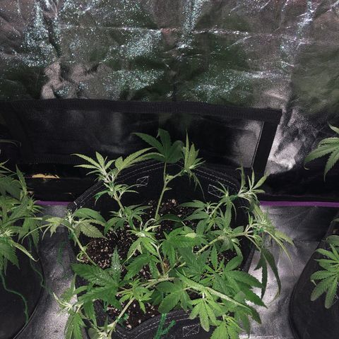 00 cheese growlog photo: After tie down and trim