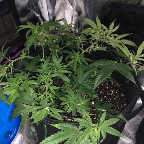 00 cheese growlog photo: After tie down and trim