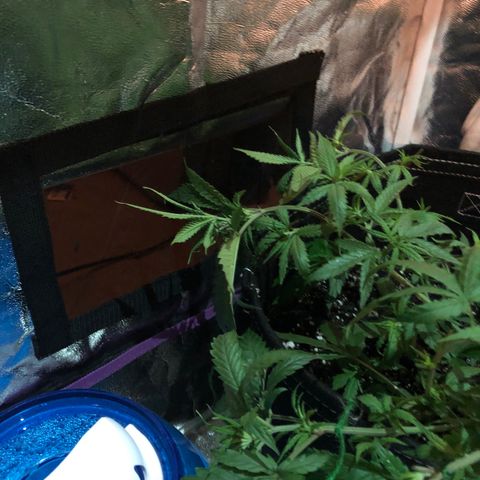 00 cheese growlog photo: After tie down and trim