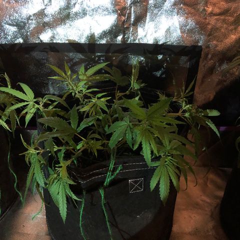 00 cheese growlog photo: After tie down and trim