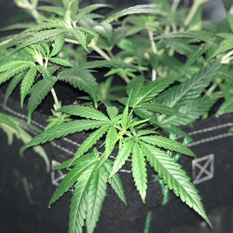 00 cheese growlog photo: After tie down and trim