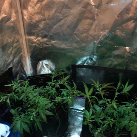 00 cheese growlog photo: After tie down and trim