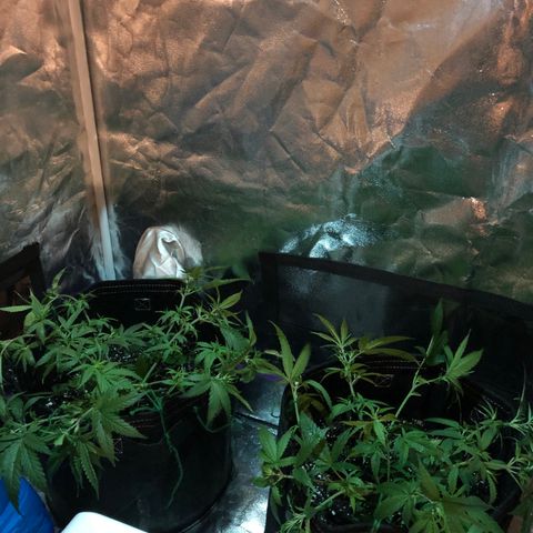 00 cheese growlog photo: After tie down and trim