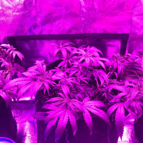 00 cheese growlog timeline photo
