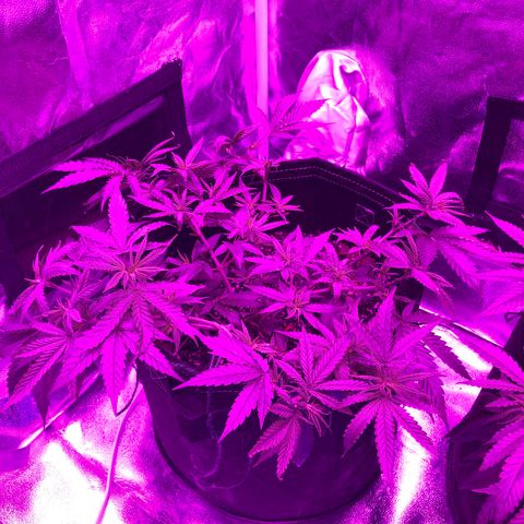 00 cheese growlog timeline photo