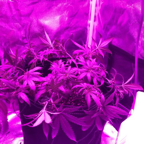 00 cheese growlog timeline photo