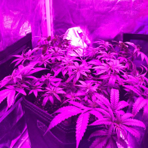 00 cheese growlog timeline photo