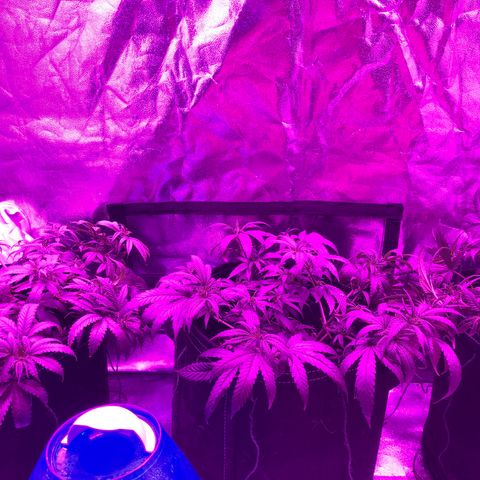 00 cheese growlog timeline photo