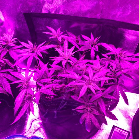 00 cheese growlog timeline photo