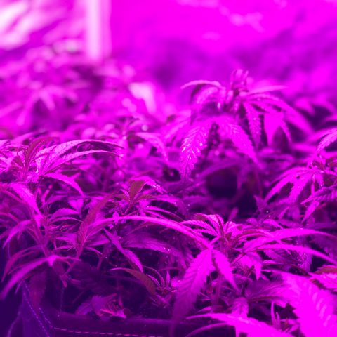 00 cheese growlog timeline photo