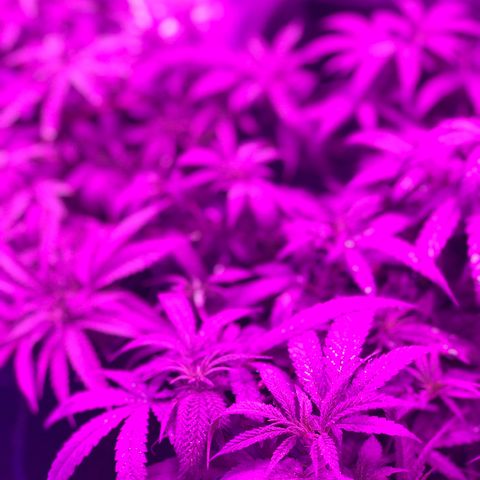 00 cheese growlog timeline photo