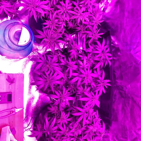 00 cheese growlog timeline photo