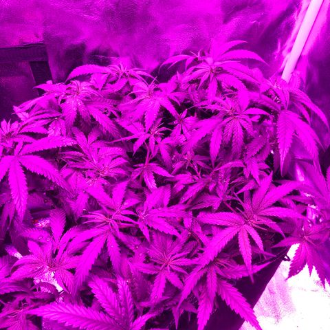 00 cheese growlog timeline photo