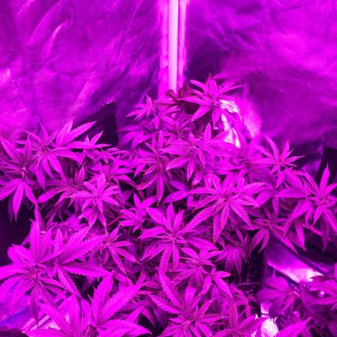 00 cheese growlog timeline photo